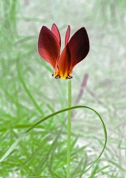 F 049C